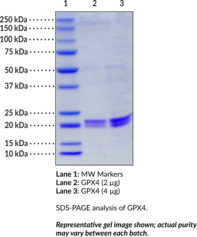 GPX4 (human, recombinant)