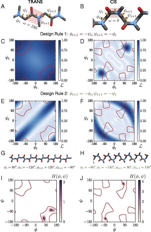 纳米片中类肽的构象来自骨架能量学和分子间相互作用的相互作用