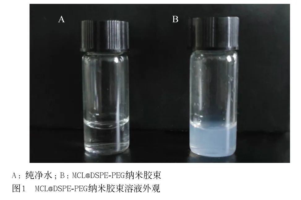 木香内酯DSPE-PEG纳米胶束的制备、表征及对胶质瘤细胞凋亡的诱导作用